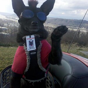 Jan 2012
out ryde'n the hills of Covington
mid Jan & it hit 60 degrees
Here's Teddy say'n, "Hey!"