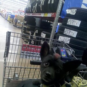 Looki'n adoarable as we wait at the Walmart Tire Store