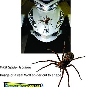 Wolf Spider Isolated cut out- This is an illustration to give you an idea of how this decal could be installed on a Spyder.  Contact us for details.