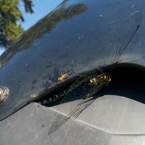 This is what happens when you try hitchiking while the Spyder is moving.