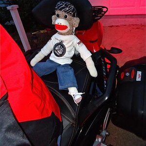 The sock monkey isn't wearing a helmet. He wants to join the hooligans and thinks his do rag might impress them.