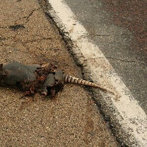 MO style road kill - armadillo