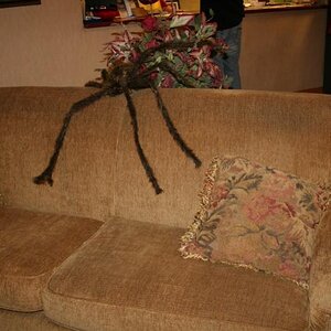 This "spyder" moved about the lobby!