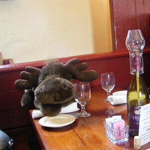 Moosie having lunch in Herman, MO.