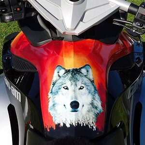 Tank,  he loves coming along for the ride