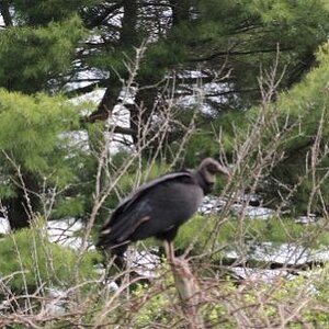 Flock of vultures on Springtown Road