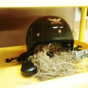 2012 05 28 20.42.22 what happens when you leave the shop door open for half a day....