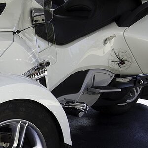 Lisa Spyder 1 For Bonehead (1 of 1)