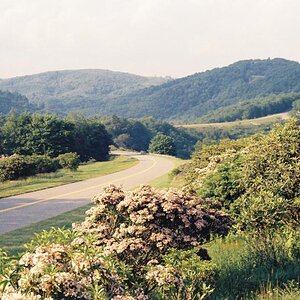 southern 182 Rhododendron along the Blue Ridge Parkway, north of Ashville, NC, 1977