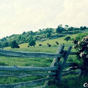 southern 151  Cattle grazing along the Blue Ridge Parkway