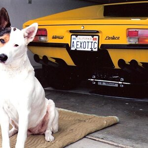 Dolly (RIP) and 1972 Pantera #2886