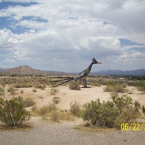 Road Runner from same Rest Area near Los Cruces, NM