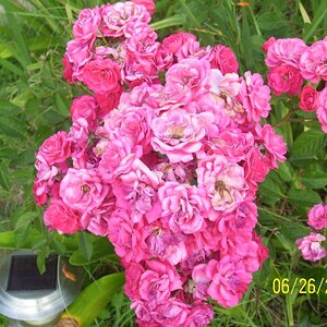 7 Sisters roses at my cousin Caroldine's, Lake Arthur, LA