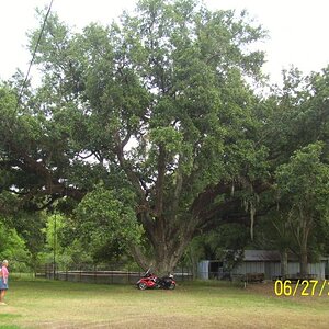 Vincent live oak, Lake Arthur, LA.