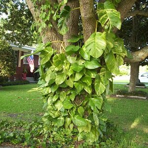 Alien Ivy in New Iberia, LA.

Notice the size of the leaves farthest from the ground.