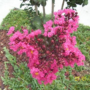 Crepe Myrtle up close