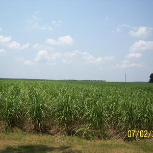 Cane fields abound, Franklin, LA.