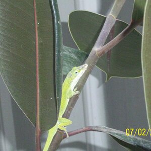 Bug catcher at sis-in-law's, Franklin, LA.