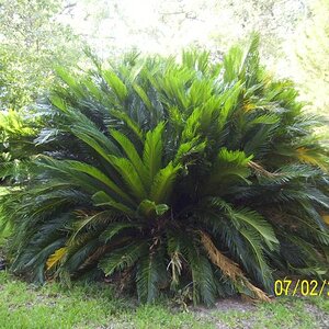 In the garden; not sure what type of palm this could be.