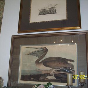 Top is an original drawing and then a lithograph. Audubon of course, all the books pertain to him.