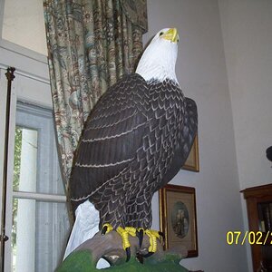 Bald eagles making a come back; same artist.