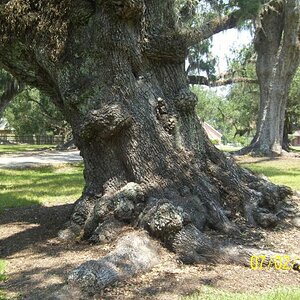 An oak. Some are so old and massive they are held and secured with concrete and chains.