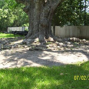 Oak tree.  Notice the roots traveling above the ground.  What looks like rocks are the roots.
