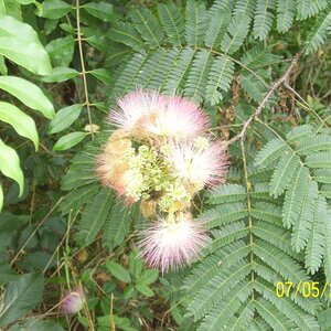 Mimosa flower.
