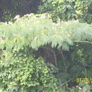Mimosa tree.  At an exit on I-59 North, GA