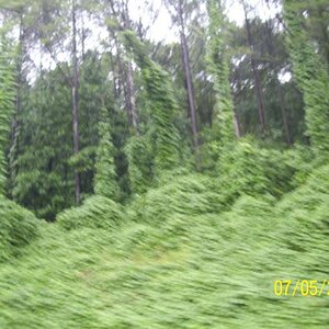 Kudzu in a woosh.  I-59 North