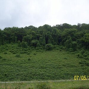 Kudzu.