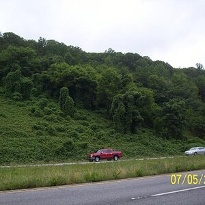 Kudzu; it's a novelty so please bear with me. I realize how invasive and deadly to the plants it is but it's gruesomely awesome.  I-59, south of Chatt