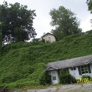 Kudzu at work.