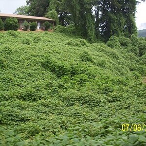 Kudzu abounds.