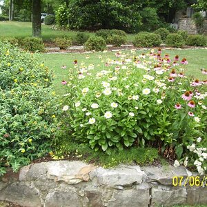 Flowers along the wall.