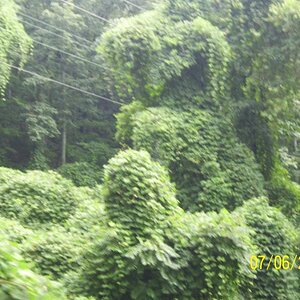 Kudzu