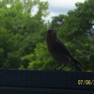 A worm in the mouth.