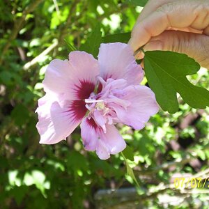 Looks like hibiscus but it was growing on a tree at the house, anyone know what it might be?