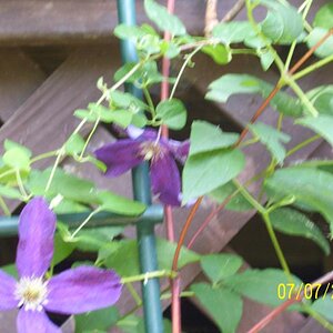 I question this too, climbing like morning glories, but??