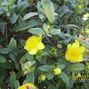 Anyone know what these are? So nice, why don't they have signs to tell me these things?