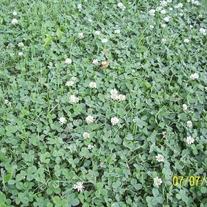 Dudley enjoyed the clover.