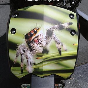 Angela Naff  RS Rear fender