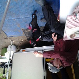 Mike feeding Teddy RibEye
SITA 2012