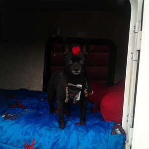 Teddy ready for a nap after getting his belly full of Bar-B-Q ...... mmmmmm mmmmmmm GOOD!