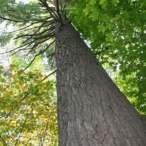 One of the beautiful huge white pines that never got logged out!