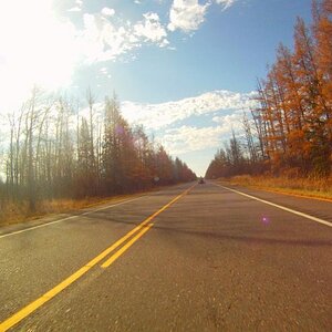 Tamarack trees have turned to gold.