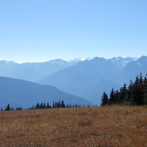 View of Olympic mountains from Hurricane Ridge