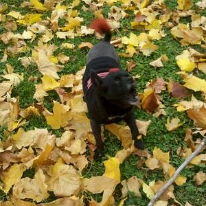 IMG 20121019 133732 1