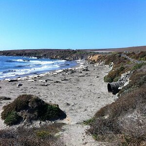 Elephant Seal Beach