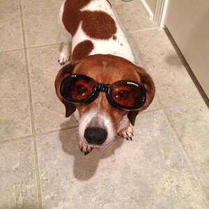 Doggles